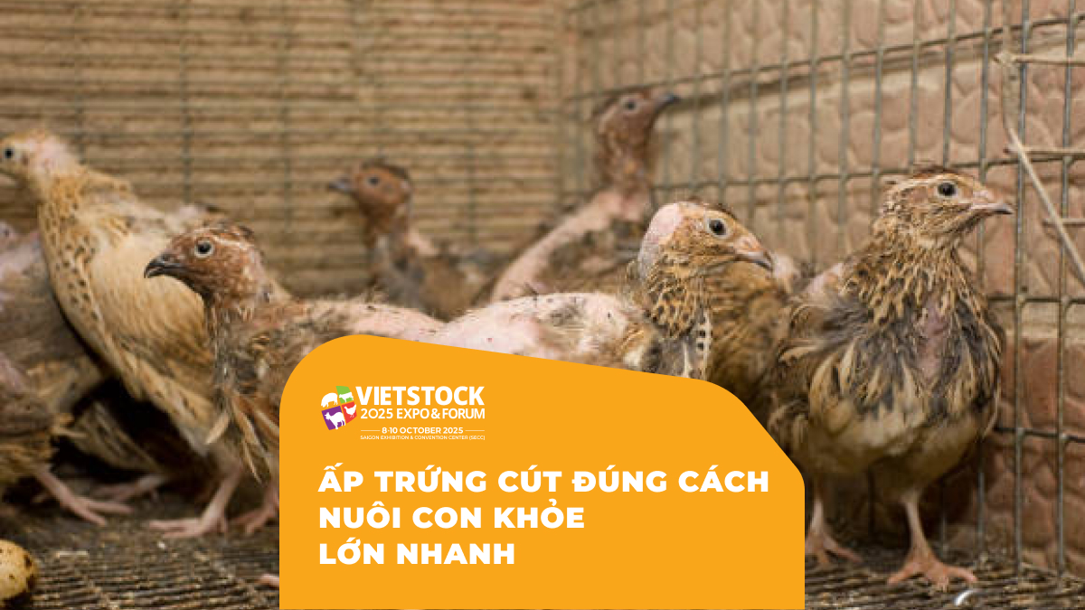Ấp Trứng Cút Đúng Cách Nuôi Con Khỏe Lớn Nhanh